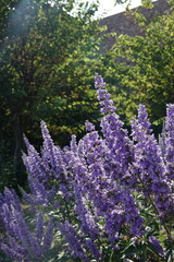 Obraz premium purple flower in Ronda, Andalucia