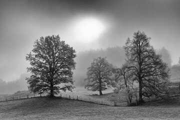 Autumn with trees in the fog on a mountain meadow, sun in backlight, black and white photo, Alps, Europe