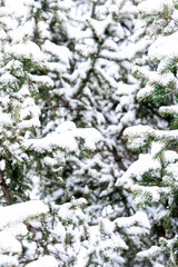 Snow-covered pine branches create a wintery forest scene. 