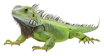 Colorful green iguana displaying vibrant scales, cut out - stock png.
