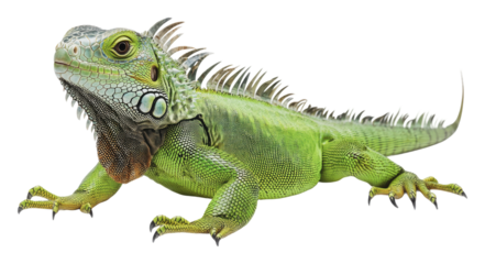 Colorful green iguana displaying vibrant scales, cut out - stock png.