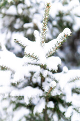 Snow-covered pine branches create a wintery forest scene. 