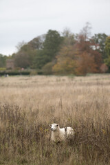 sheep in the field