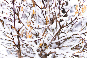 Snow-covered branches of a tree in a winter landscape. 