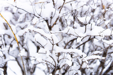 Snow-covered branches of a tree in a winter landscape. 
