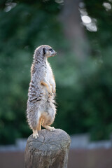 meerkat on the lookout