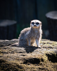 meerkat on the lookout