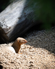 Meerkat in the sun