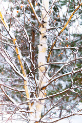 Snow-covered branches of a tree in a winter landscape. 