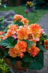 Begonia Elatior Begonia x hiemalis with red and pink flowers. The sunset variety. A flowering plant of the Begoniaceae family. Hybrid begonia with spectacular double flowers