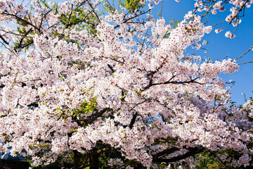 Beautiful cherry blossoms bloom in the Alishan Forest Recreation Area in Chiayi, Taiwan.