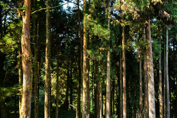 Beautiful green forest at the Alishan Forest Recreation Area in Chiayi, Taiwan.