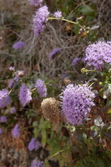 purple flower in Ronda, Andalucia