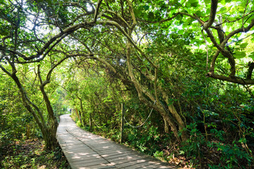 Obraz premium View of the boardwalk paths through the forest of mountains. This is Tzaishan(Shoushan) National Nature Park in Kaohsiung, Taiwan.