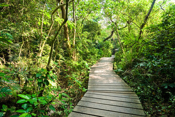 View of the boardwalk paths through the forest of mountains, This is Tzaishan(Shoushan) National Nature Park in Kaohsiung, Taiwan.