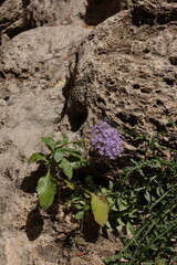 purple flower in Ronda, Andalucia