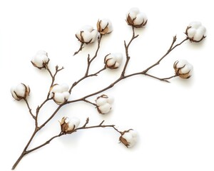 Isolated Cotton Bloom on a Crisp White Canvas: A Diverse Set of Cotton Bolls and Buds from Nature