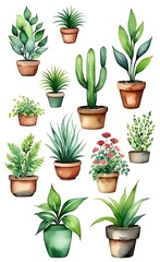 Fototapeta premium cactus in pots