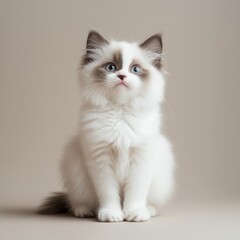 A happy Ragdoll kitten sitting upright with an alert expression, its soft grey and white fur perfectly groomed, isolated against a neutral backdrop
