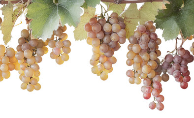 Fototapeta premium Freshly harvested grapes hanging on the vine, cut out - stock png.