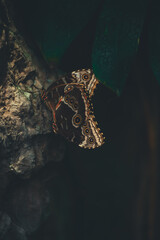 Morpho butterfly in tropical plants