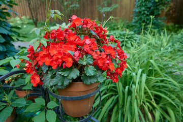 Begonia Elatior with red flowers. A flowering plant of the Begoniaceae family.