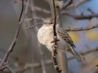 A close-up of a sparrow in an autumn robe sitting on a bush branch.