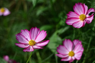 Obraz premium 秋風に揺れて咲く