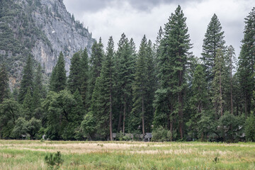 Wooden buildings nestled amoung the huge pine trees, on the edge of a meadow in the American wilderness