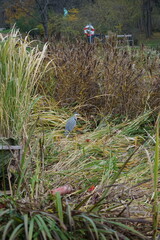 ein Reiher in einem Park