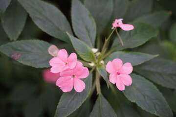 Eine drei rosa Blüten einer exotischen Blume