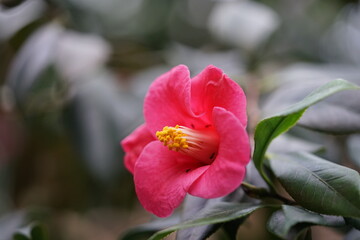 die Bl&uuml;te einer Kamelie