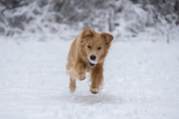 Red golden retriever dog runs in the winter forest playing with snow
