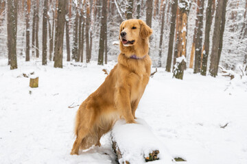 Golden retriever stands on a log against the backdrop of a winter pine forest