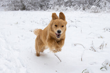 Red golden retriever dog runs in the winter forest playing with snow