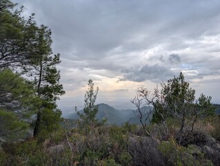 Mountain range troodos forest alpine forest foliage 