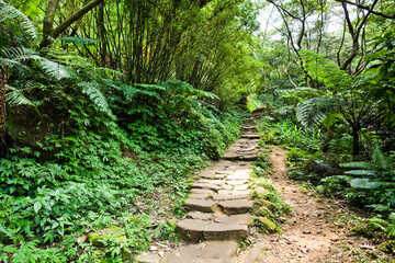 The forest stone stairs footpath passes through the forest in Taiwan.