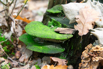 Tree fungus covered in moss, probably tinder. Tree fungi colonize trees and decompose wood