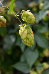 Humulus lupulus, the common hop or hops close up shot. Green fresh hop cones for making beer and...
