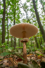 Macrolepiota procera, the parasol mushroom, view from below