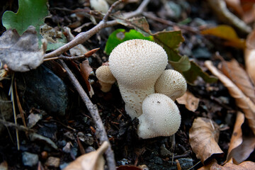Lycoperdon perlatum popularly known as the common puffball, warted puffball, gem-studded puffball or devil's snuff-box