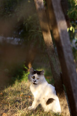a cat with a black spot on its face is laying in the grass.