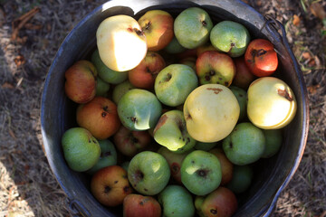 a bucket of apples with the word pomegra on it
