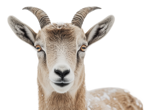 Goat curiously stands in the snow, cut out - stock png.