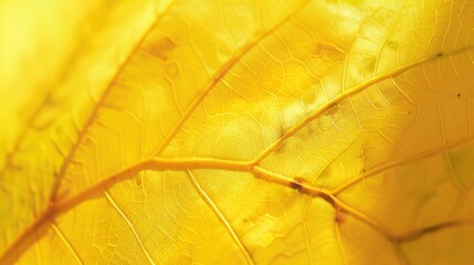 Obraz premium Shiny Yellow Leaf Gold Foil Texture: A Mesmerizing Blend of Brilliance and Natural Beauty, Enchanting and Captivating, A Visual Delight that Transforms Surfaces into a Golden Paradise