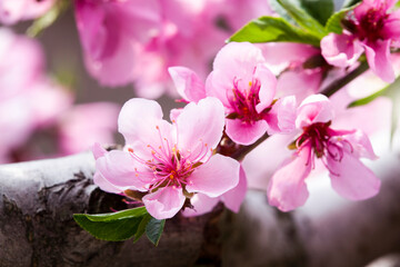 Close-up peach flowers In front of the blurred background. 