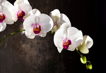 Close-up of moth orchid flowers with blurred background.