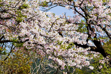 Beautiful cherry blossoms bloom in the Alishan Forest Recreation Area in Chiayi, Taiwan.