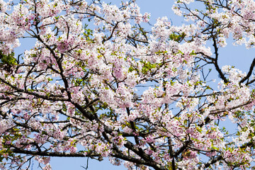 Beautiful cherry blossoms bloom in the Alishan Forest Recreation Area in Chiayi, Taiwan.
