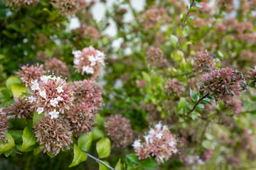 花壇に咲くタイワンツクバネウツギの花のクローズアップ、Chinese abelia、Abelia chinensis R.Br.